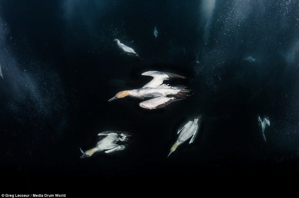 Seabirds diving Sardine Run, South Africa