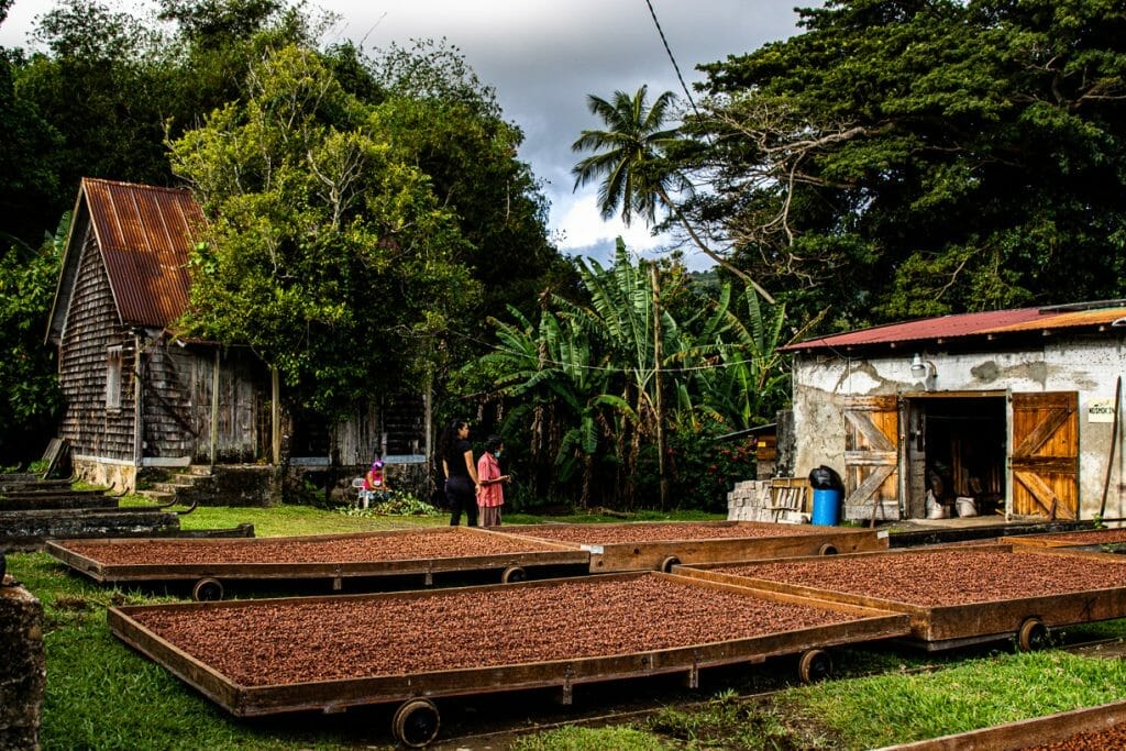 L'Esterre Cocoa Drawers - Cocoa drying in the sun