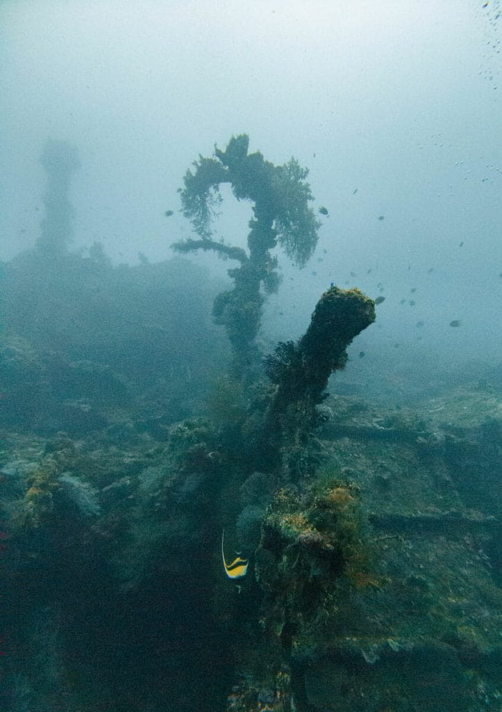liberty wreck bali covered in corals