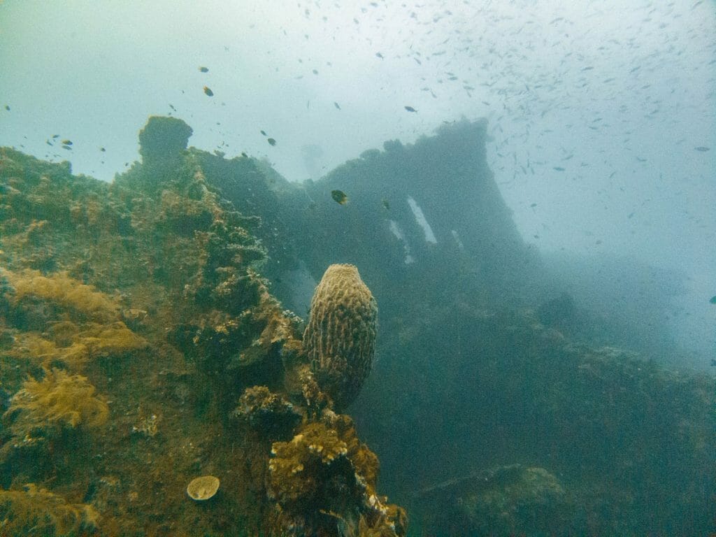 liberty wreck bali covered in corals