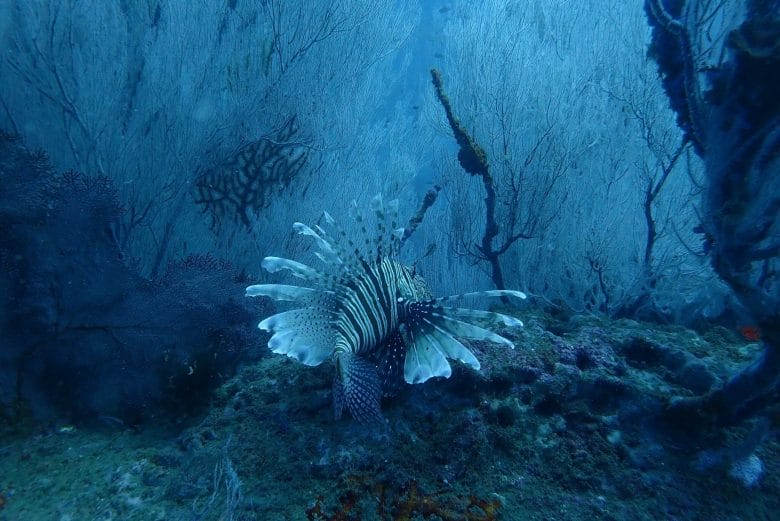 Lionfish while diving in the Andaman Islands