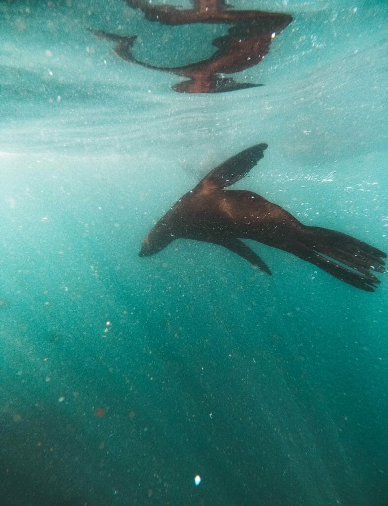 seal swimming in the ocean