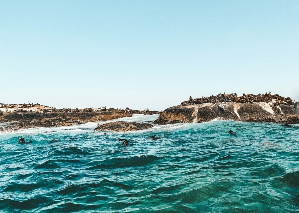 Duiker Island, Hout Bay with seals