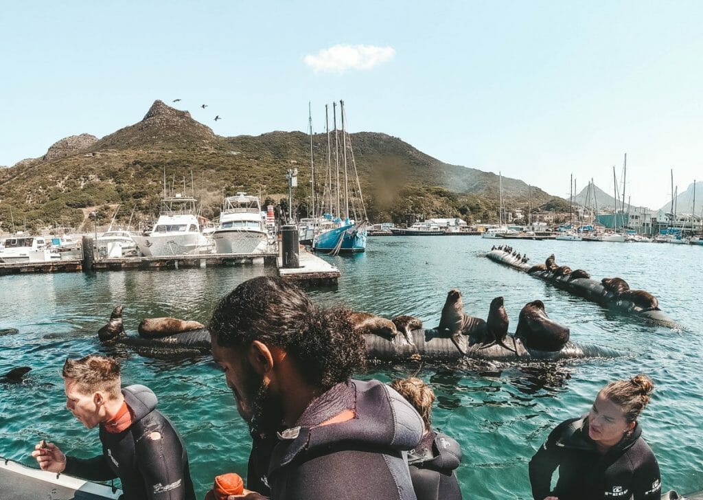 Snorkelers on a boat coming into Hout Bay harbor