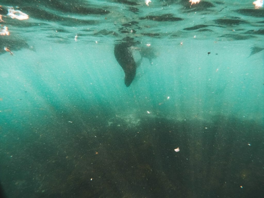 seal swimming in the ocean