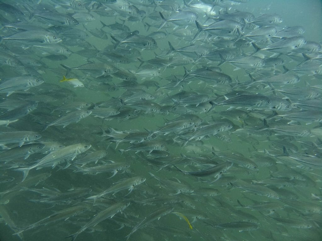 Huge shoal of snappers at Sail Rock