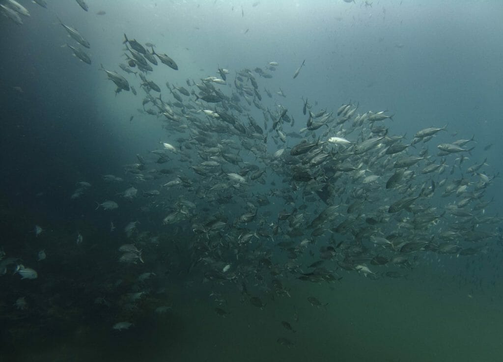 Whale shark surrounded by shoal of silver fish