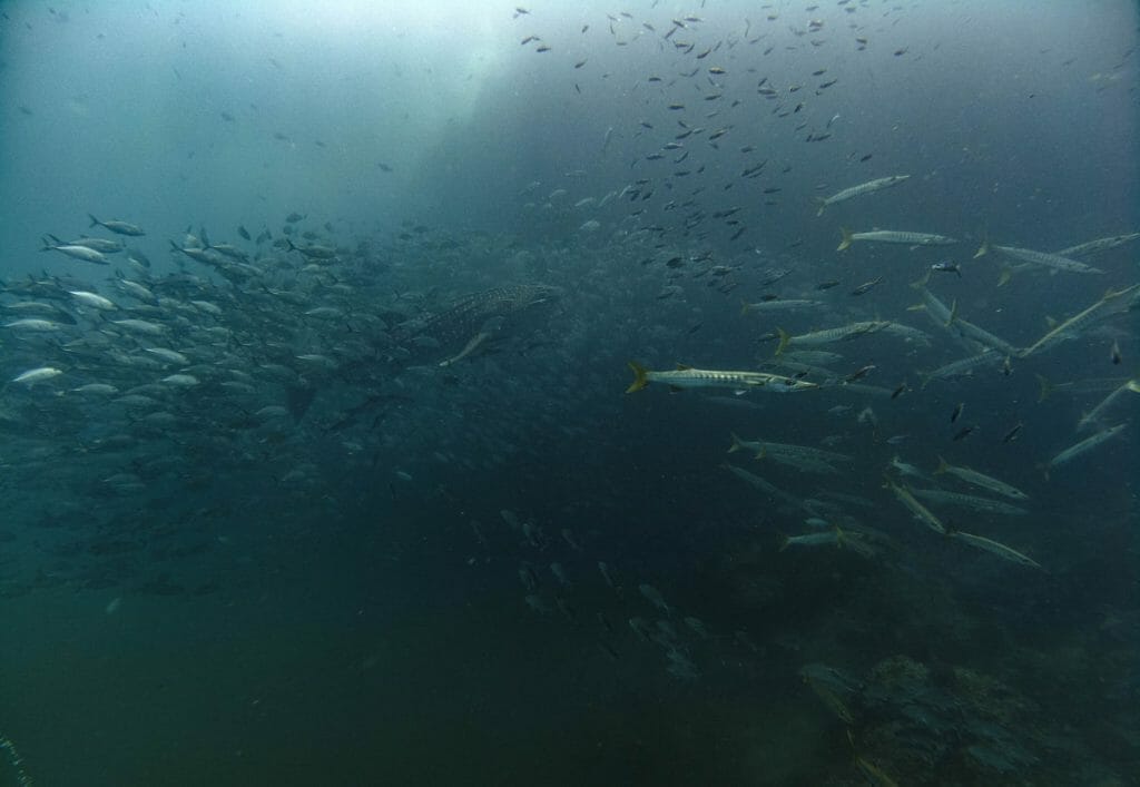 whale shark, trevallys and barracudas while diving in sail rock, Thailand