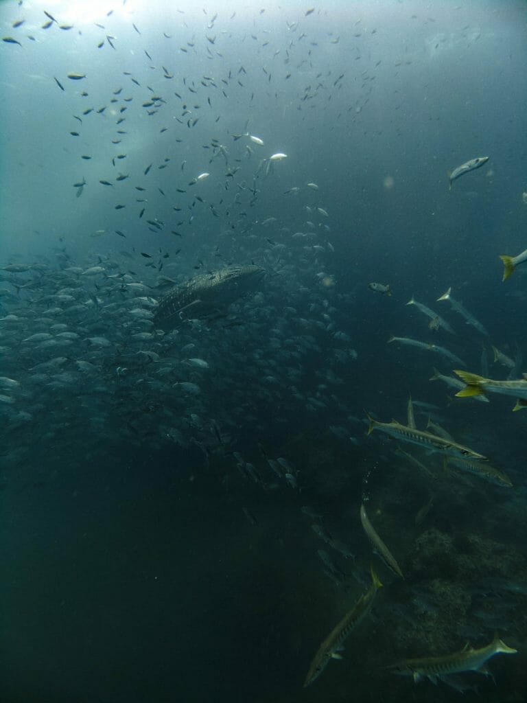 whale shark, trevallys and barracudas while diving in sail rock