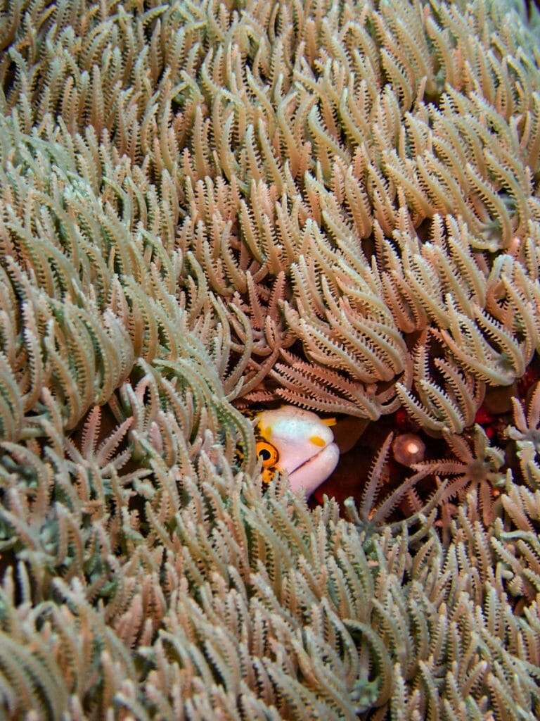 Head of a tiny yellow and white moray eel in corals