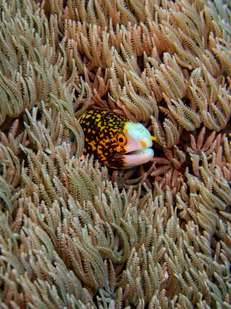 Head of a tiny yellow and white moray eel in corals