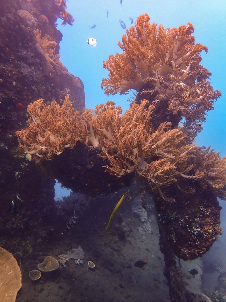 Red soft corals at Japanese Wreck