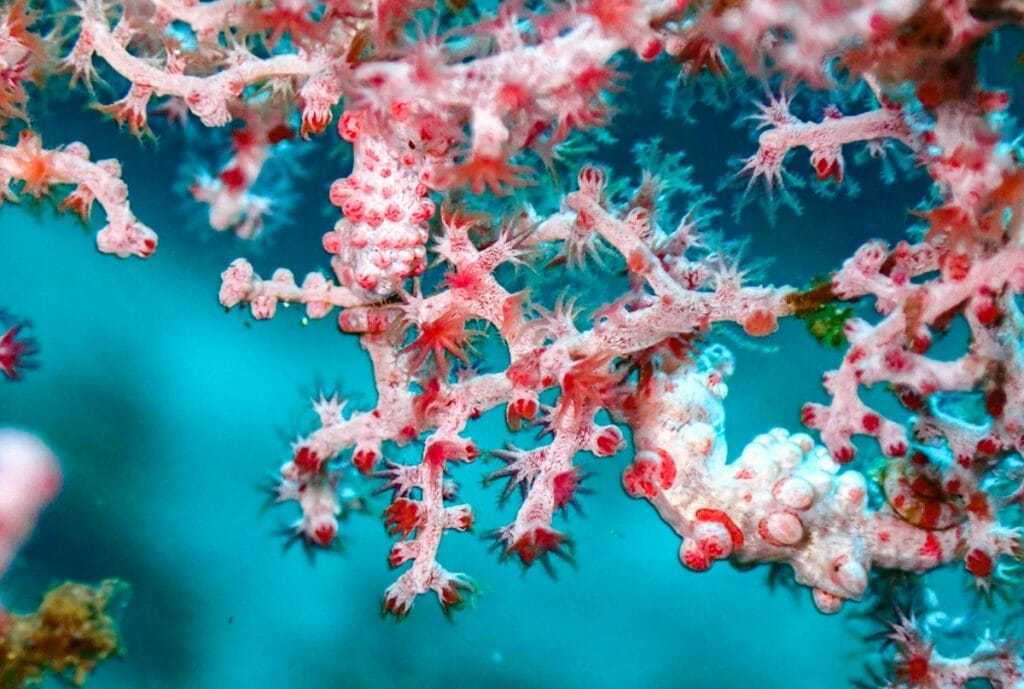 Two pygmy seahorses in Amed