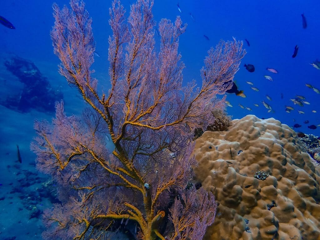 Pink fan coral and blue water in Amed