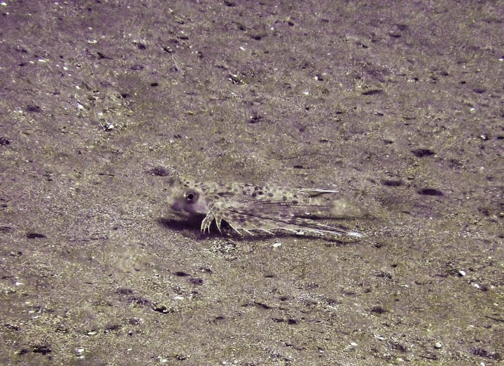 flying gurnard in Amed diving