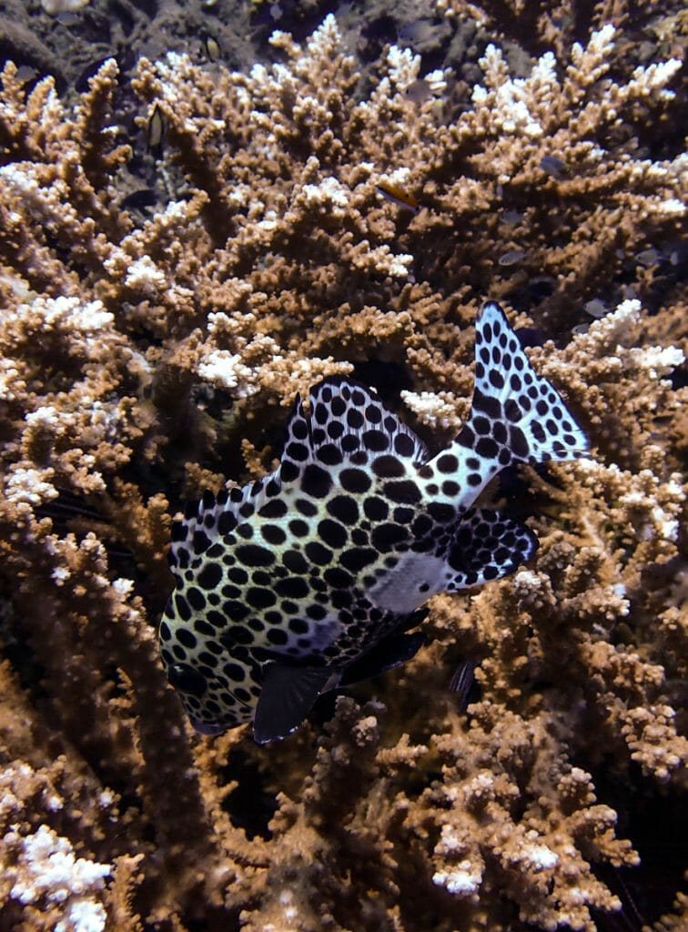 Barramundi in staghorn coral