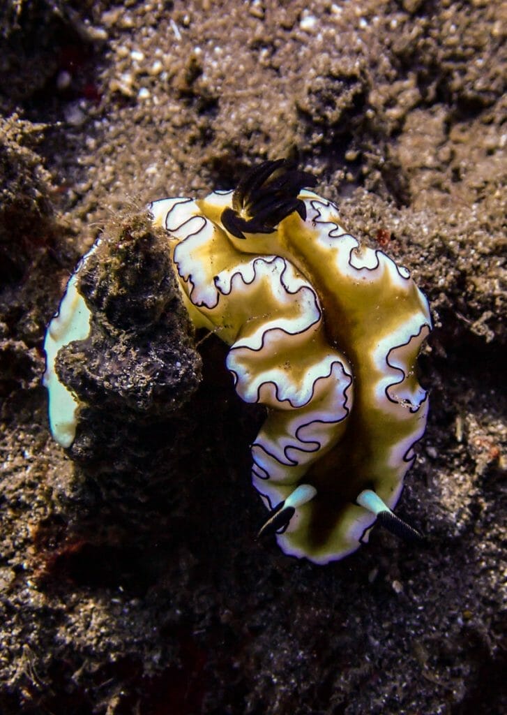 yellow, white and black nudibranch