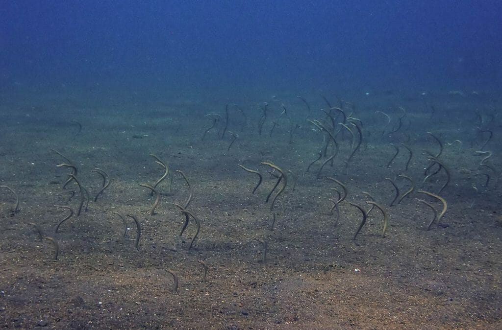 Garden eels in Amed