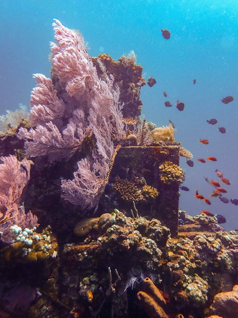 Pyramid with pink soft corals in Amed