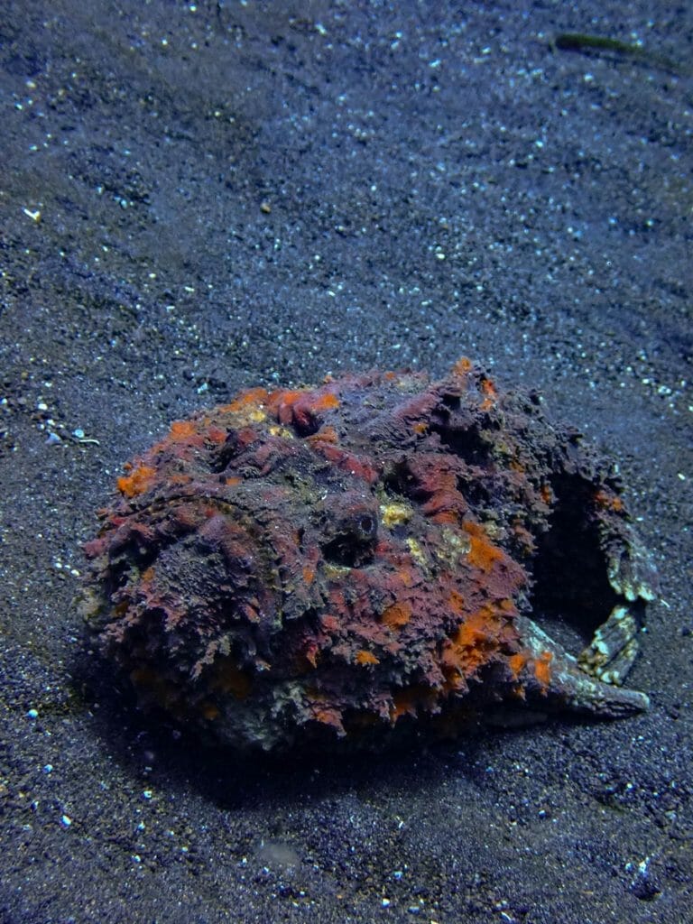 Big stone fish on black sand in Amed