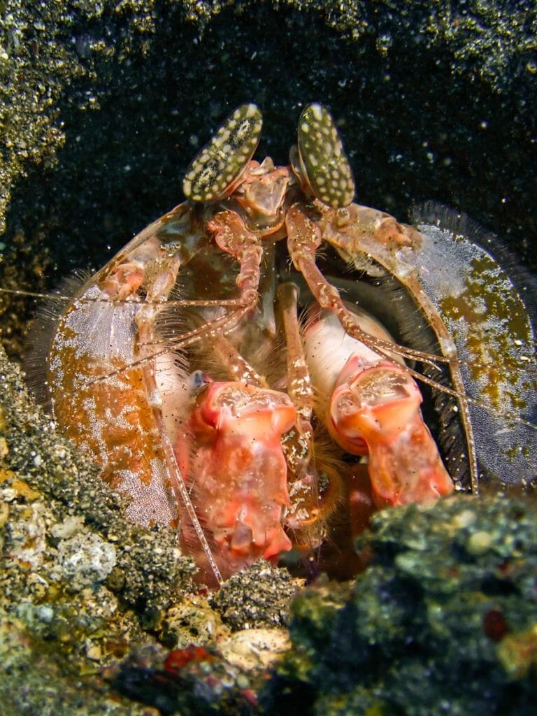Crustatian in a hole while diving