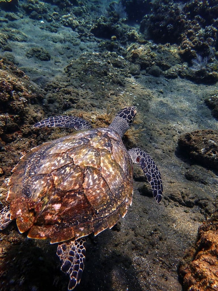 Turtle while diving in Amed