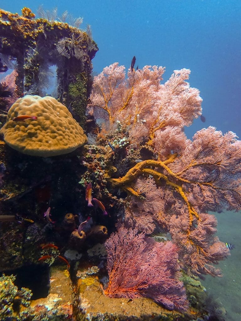 Pyramid overgrown with corals in Amed while diving