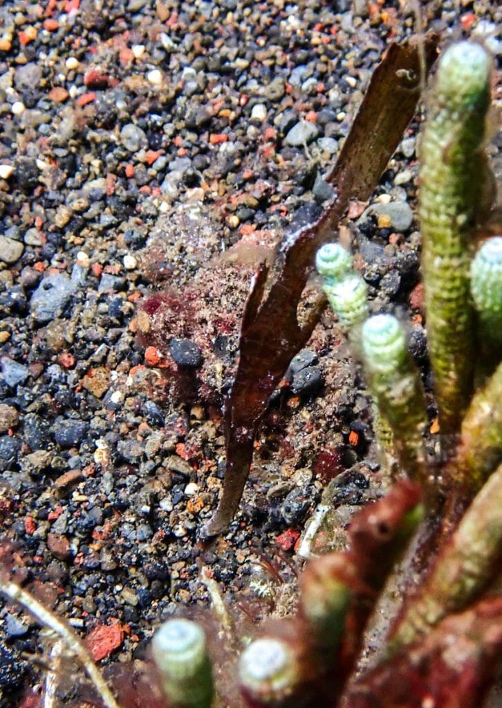 Brown ghost pipefish
