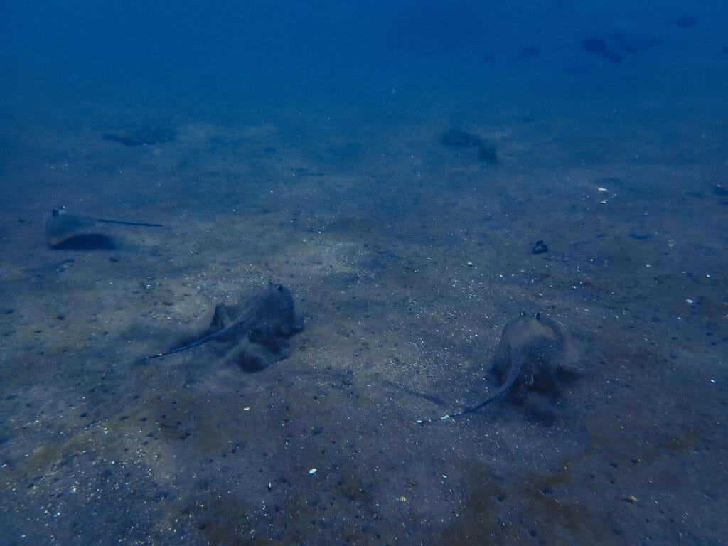 blue spotted stingrays in Amed