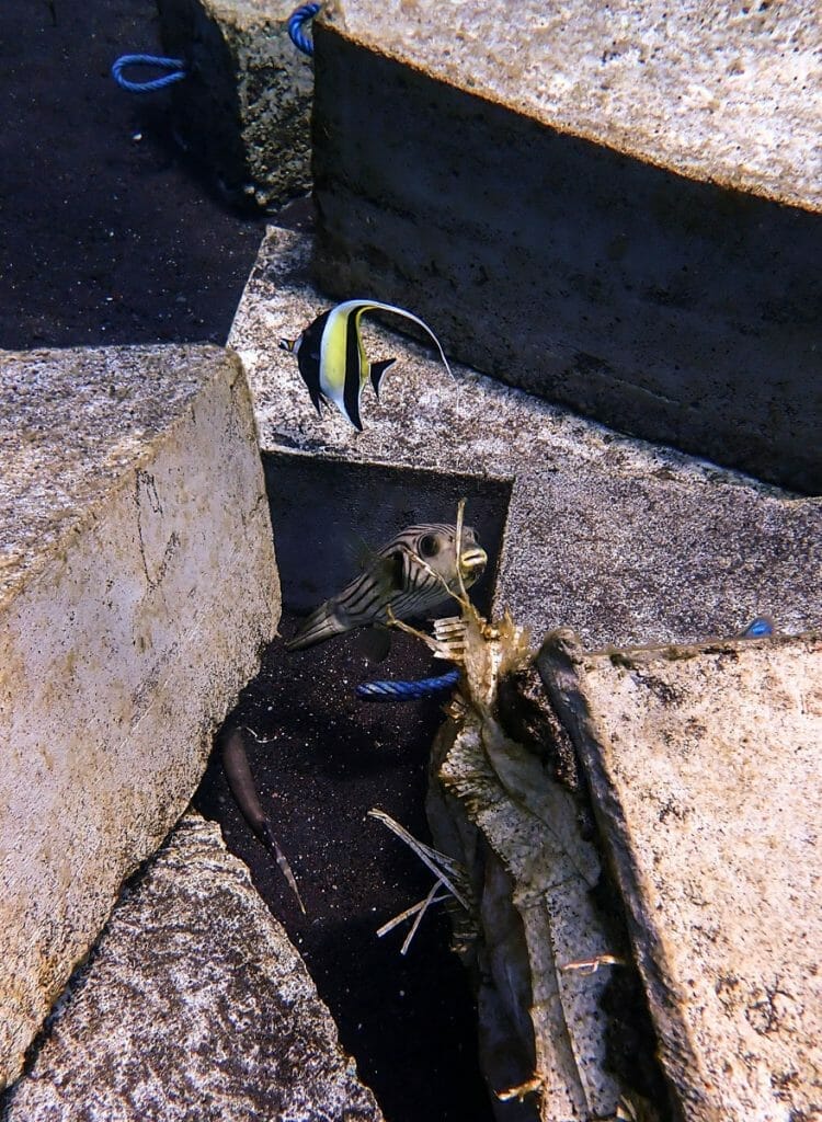 Concrete blocks with moorish idol and pufferfish
