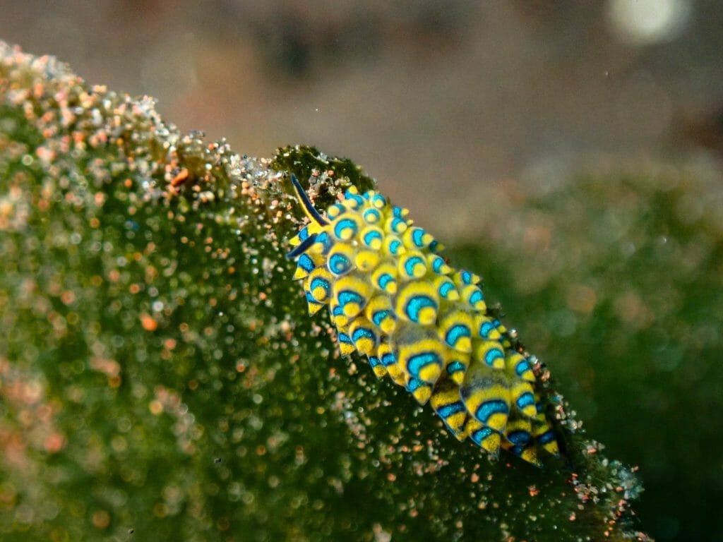melasti