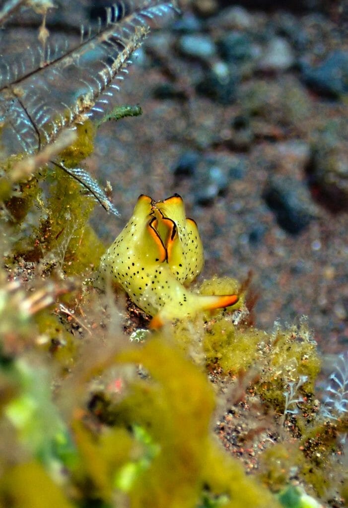 melasti