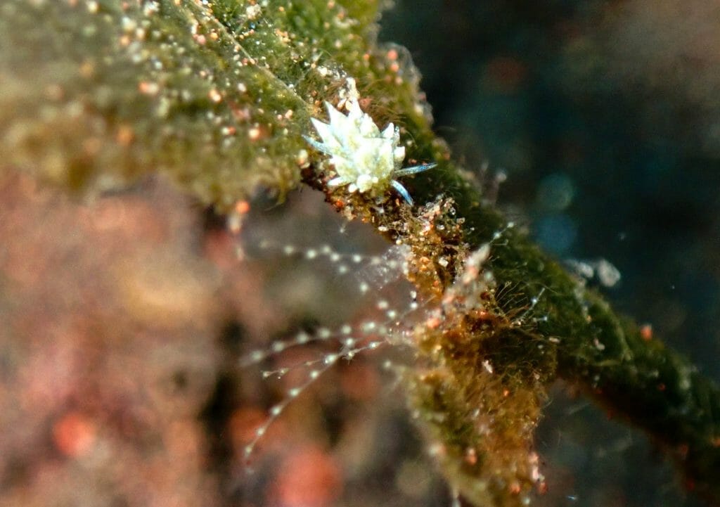 melasti
