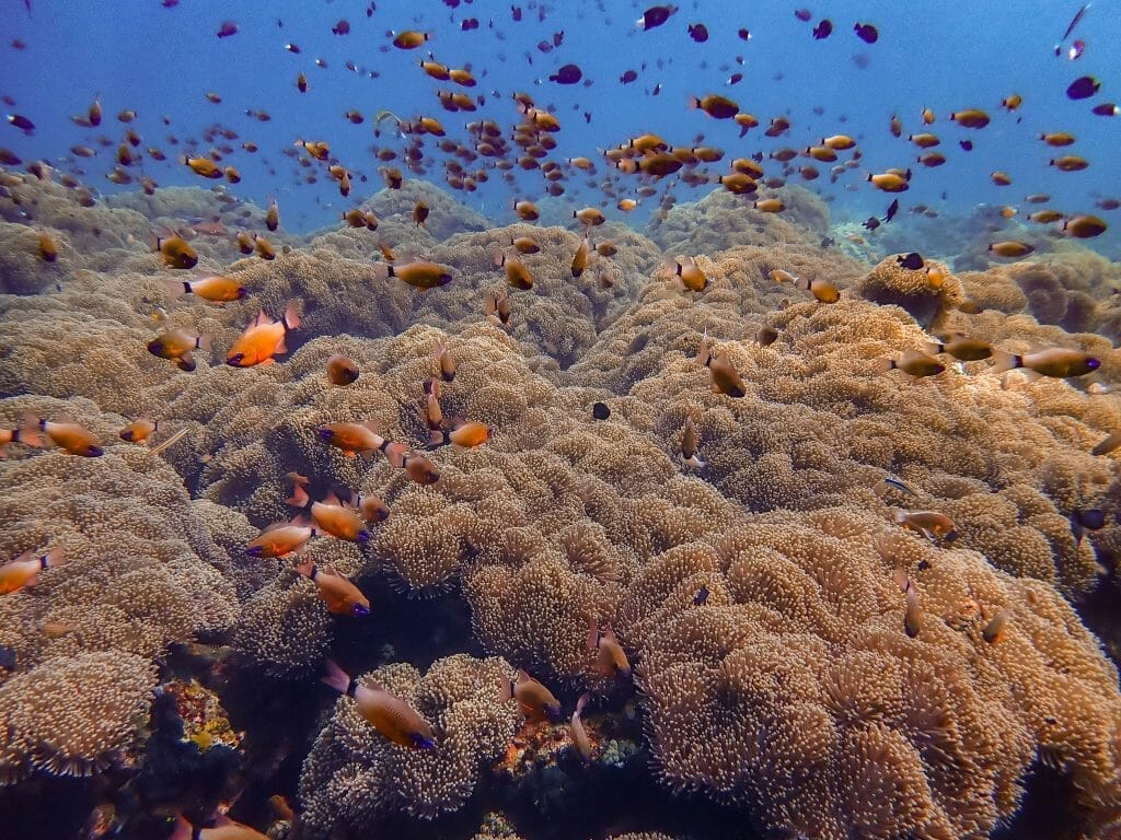 coral garden