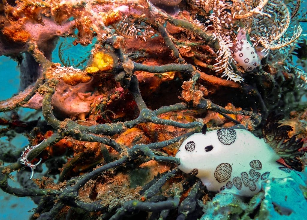 Dauin north nudibranchs