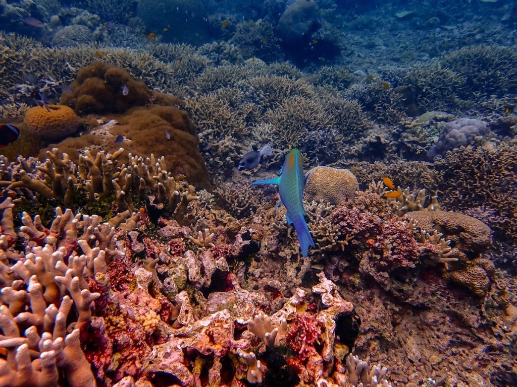 Dauin north nudibranchs
