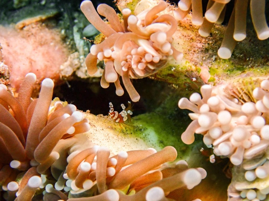 Dauin north nudibranchs