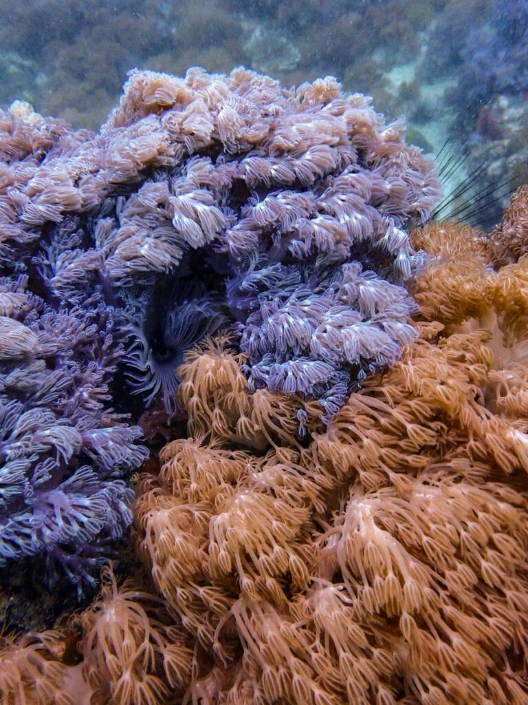 colorful soft corals at gato island