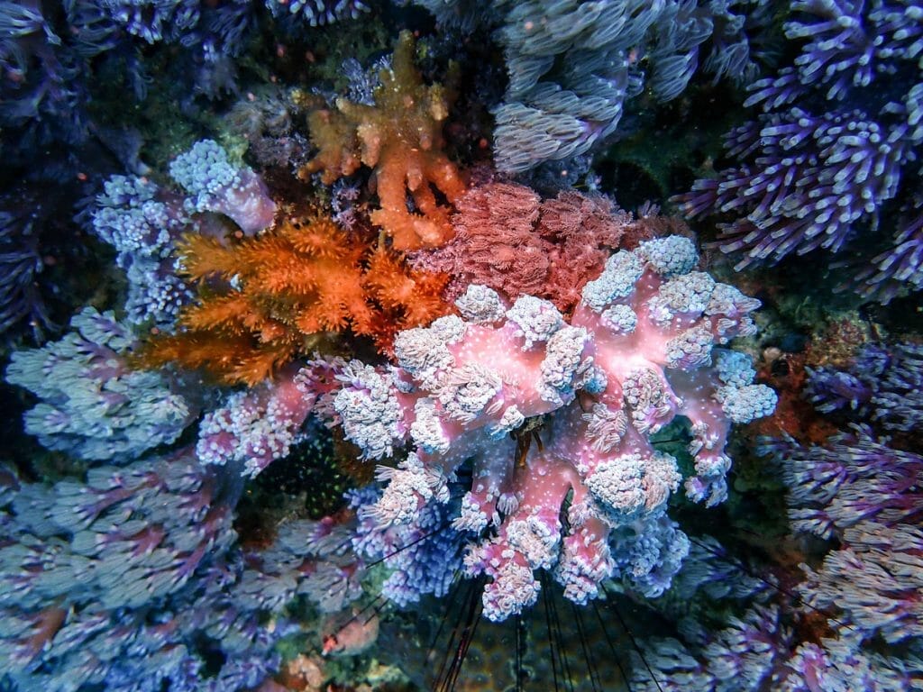 colorful soft corals at gato island