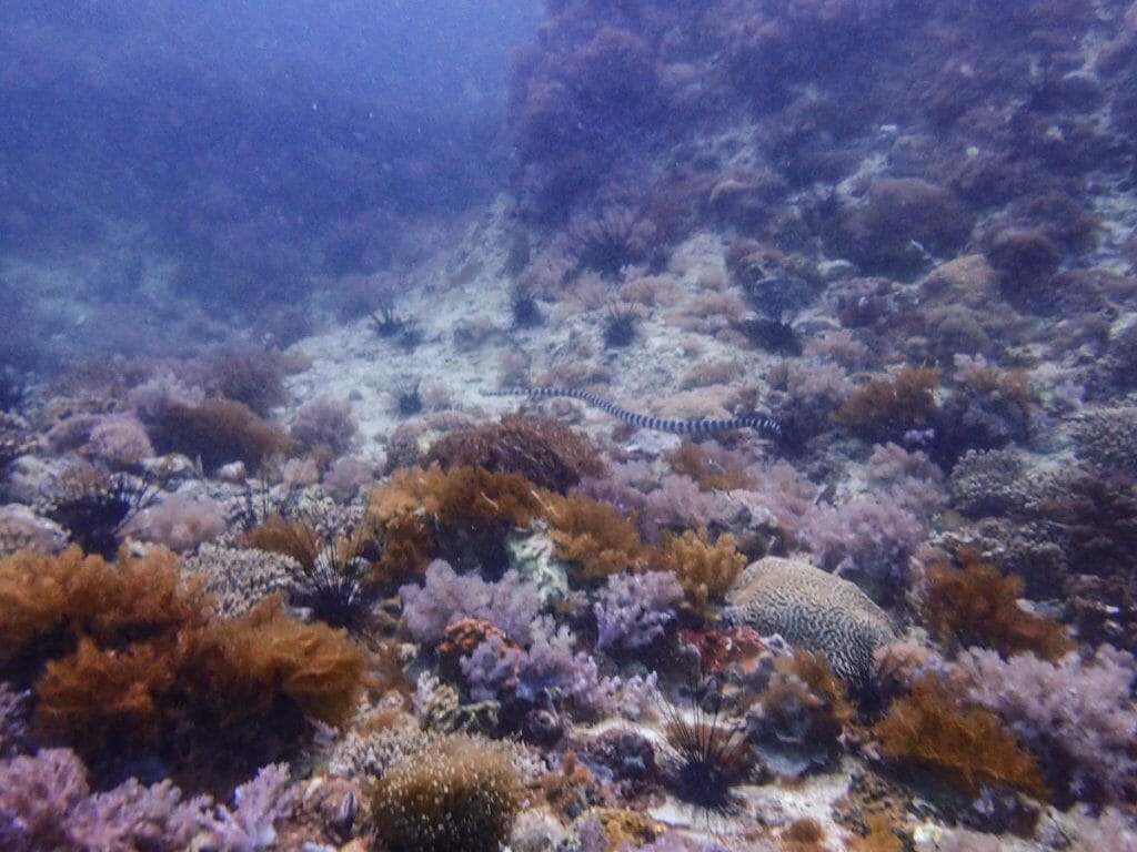 sea snake at Gato Island