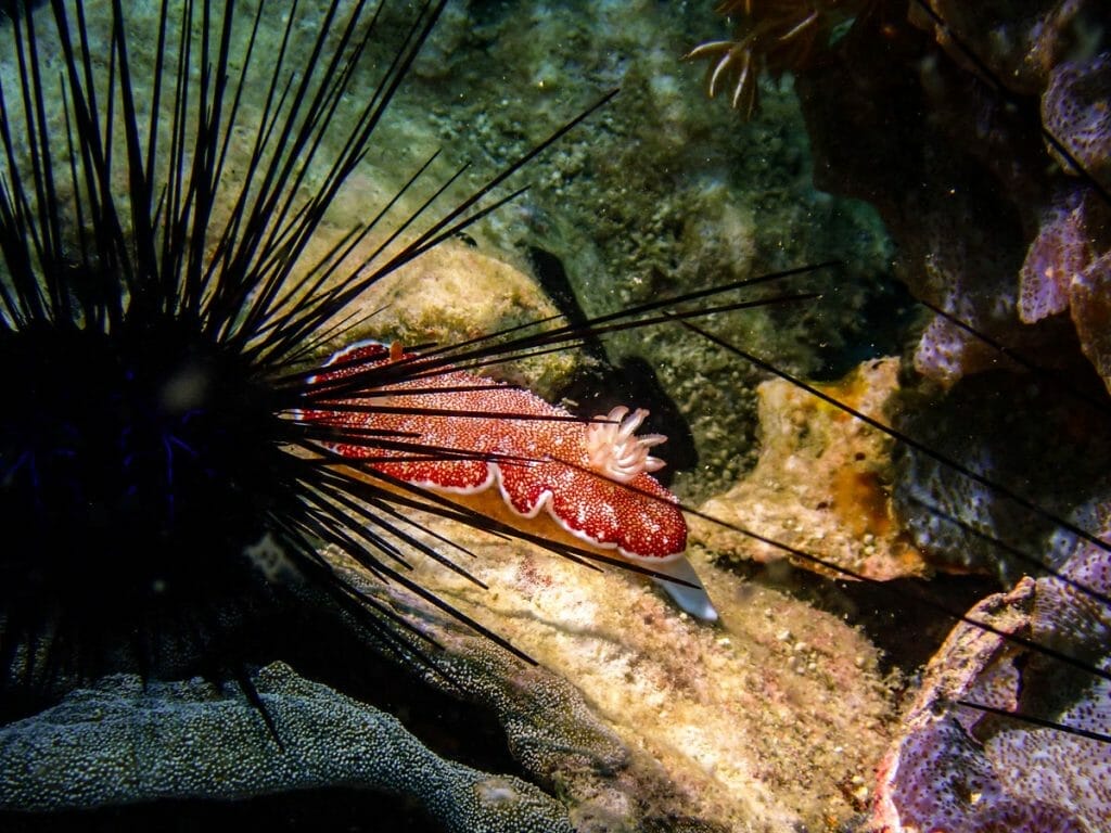 red nudi and black sea urchin at gato island