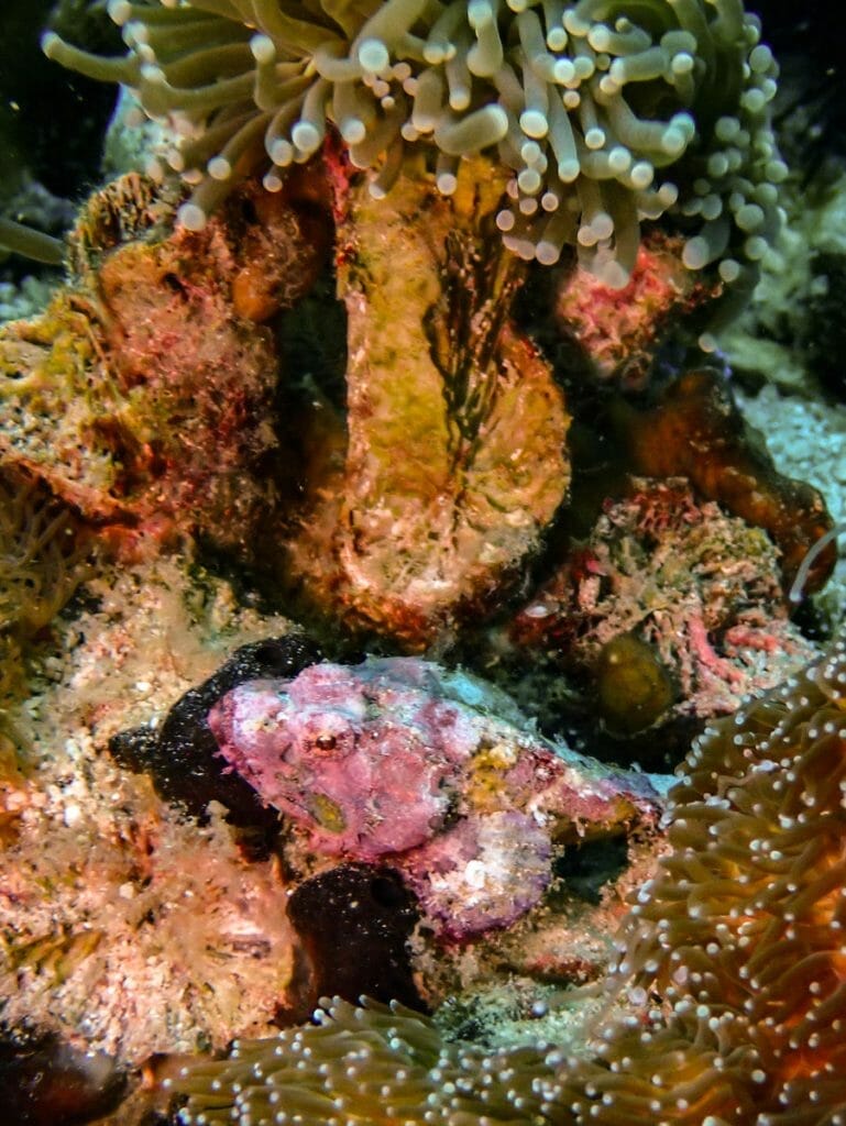 tiny pink scorpion fish at gato island