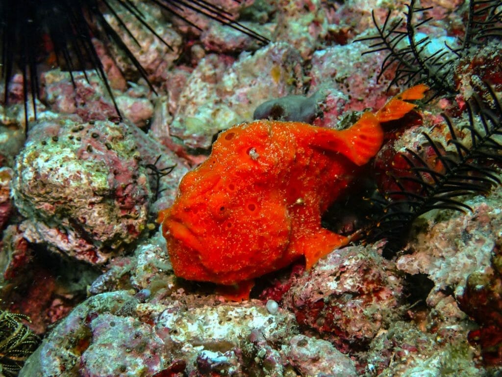 red frogfish during malapascua diving