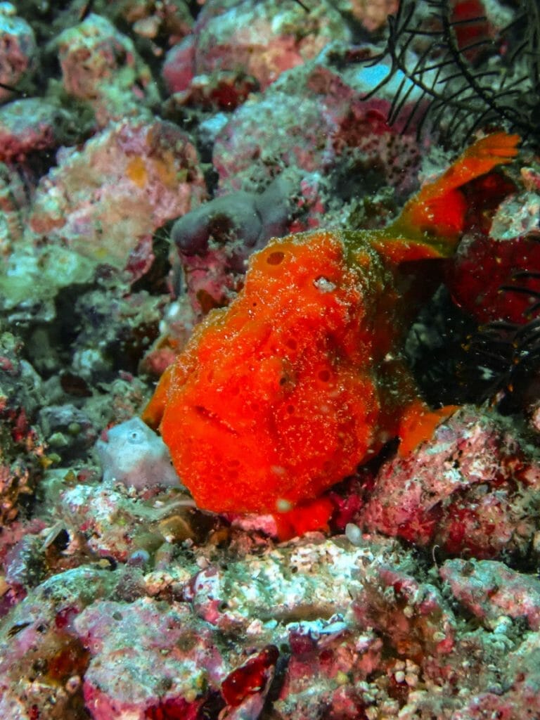 red frogfish at Giliano
