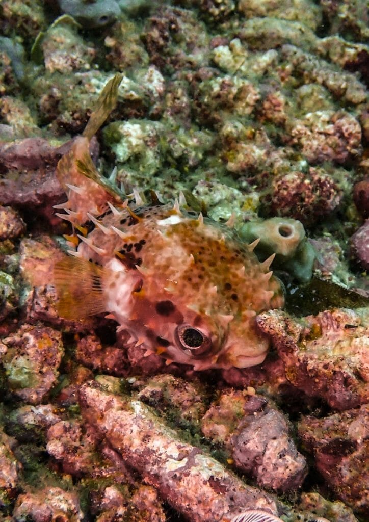 tiny porcupine puffer fish at giliano