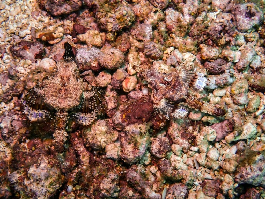two camouflaged sea moths at Giliano