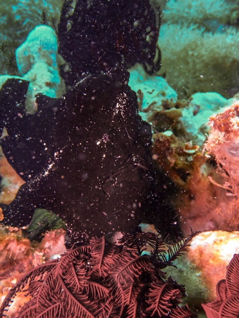 black frogfish at Giliano