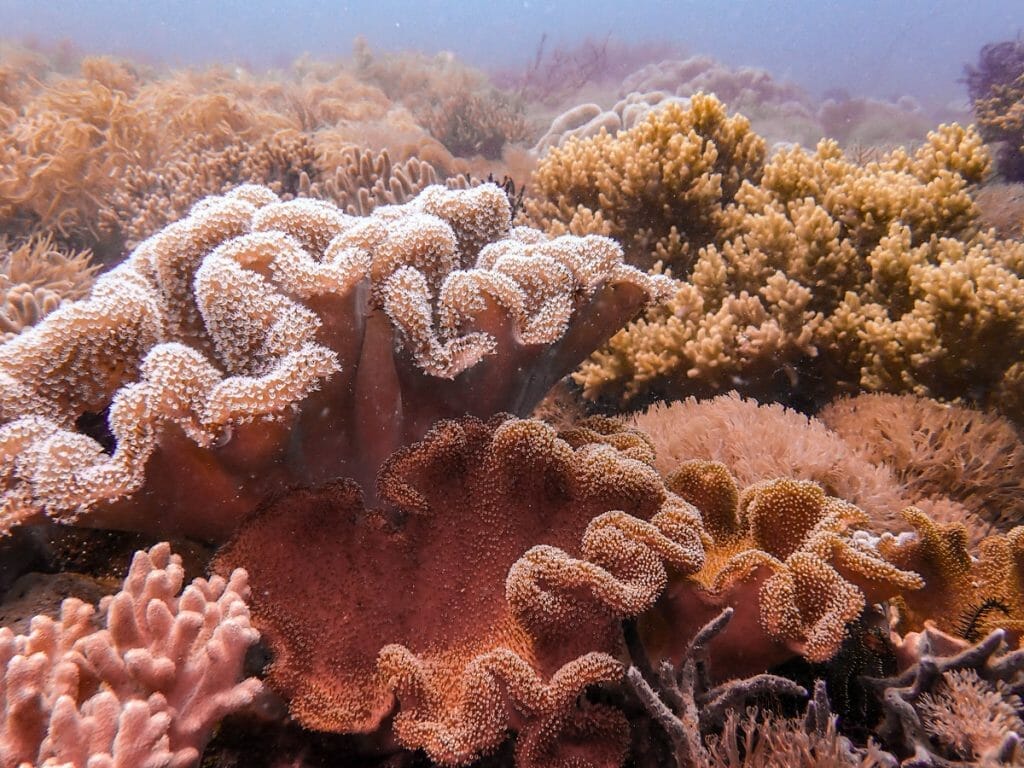 dusty rose colored soft corals at Giliano