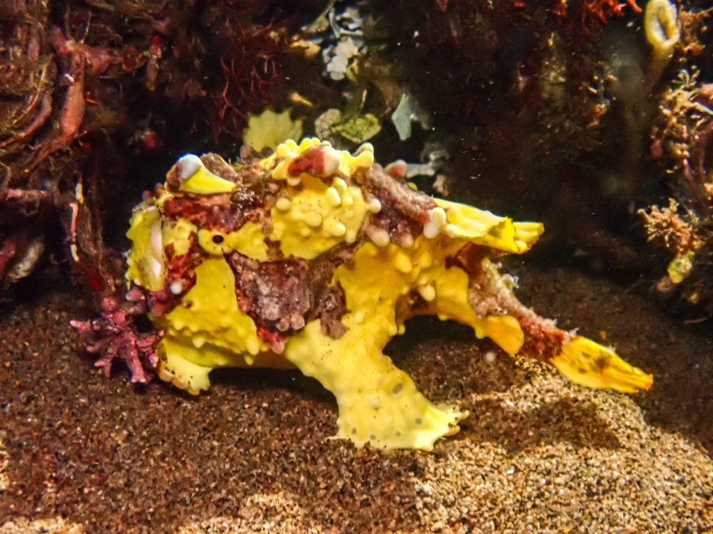 house reef dauin at night yellow frogfish