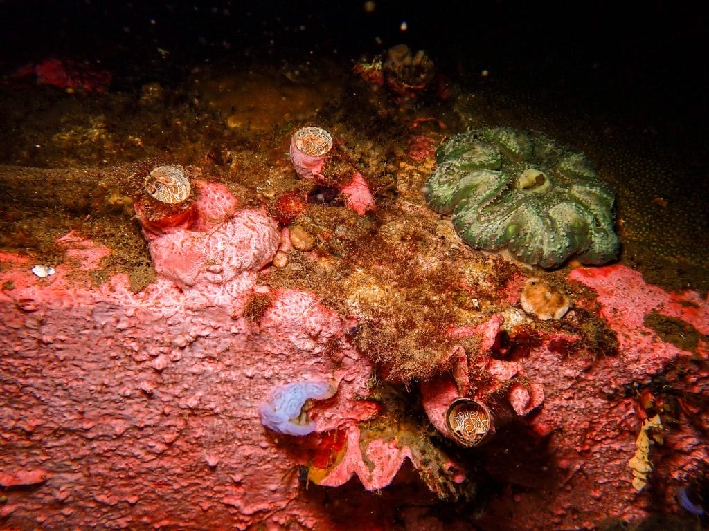 house reef dauin at night